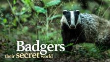Badgers: Their Secret World