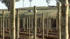 S2 E8: Wine Lovers' Guide to Australia