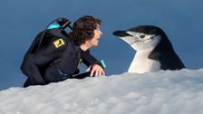 S1 E13: Andy and the Chinstrap Penguins