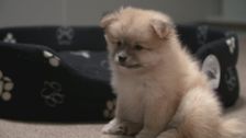 S7 E6: Paul O'Grady: For the Love of Dogs