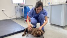 S1 E1: The Dog Hospital with Graeme Hall