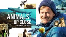 Animals up Close With Bertie Gregory