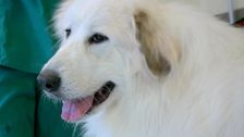 S8 E8: Paul O'Grady: For the Love of Dogs