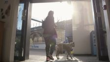 S10 E7: Paul O'Grady: For the Love of Dogs