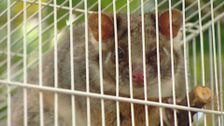S1 E10: Animal Tales