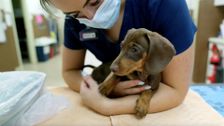 S1 E5: For the Love of Pets
