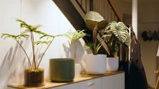 S41 E1: The Garden Gurus