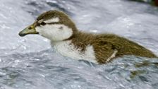 S3 E7: Baby Animal Missions: Andy and the Blue Duck Chicks