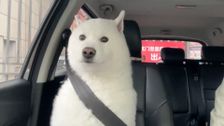 S6 E11: Caught on Dashcam