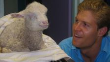 S2 E8: Bondi Vet