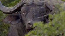 S1 E1: Great Addo Elephant
