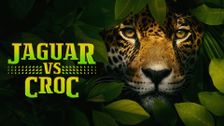 Jaguar vs. Croc