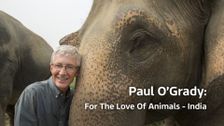 Paul O'Grady: For the Love of Animals - India