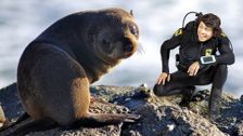 S1 E2: Andy and the Fur Seal Pup