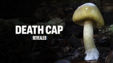 Revealed: Death Cap Murders