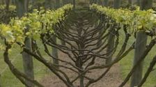 S2 E5: Wine Lovers' Guide to Australia