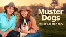 Muster Dogs: Where Are They Now