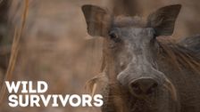 Wild Survivors