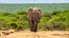 Paul O'Grady's Great Elephant Adventure