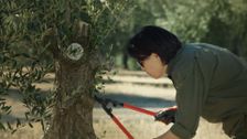 S1 E9: Olive Roots