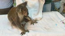 S1 E9: Animal Tales