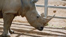 S1 E7: White Rhino