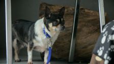 S1 E7: Paul O'Grady: For the Love of Dogs