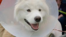 S10 E2: Paul O'Grady: For the Love of Dogs
