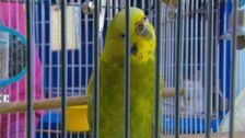 S1 E4: Animal Tales
