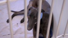 S1 E5: Paul O'Grady: For the Love of Dogs