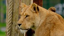 S17 E13: Animal Park