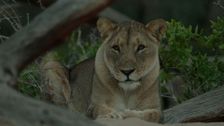 S1 E2: Lions