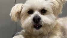 S10 E3: Paul O'Grady: For the Love of Dogs