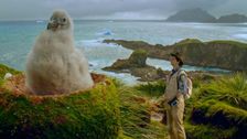 S1 E15: Andy and the Grey-Headed Albatross