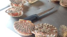 S11 E3: Wild Food Feast