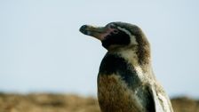 S2 E1: Andy and the Humboldt Penguins