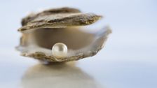 S15 E17: Pearls, Damascus Steel Knives and Hippo Rollers