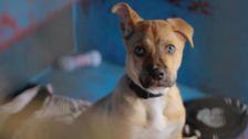 S1 E6: Paul O'Grady: For the Love of Dogs