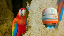 S2 E10: Andy and the Scarlet Macaws