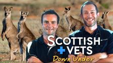 Scottish Vets Down Under