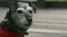 S9 E6: Paul O'Grady: For the Love of Dogs
