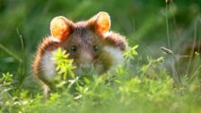 S2 E6: Andy and the European Hamster