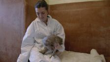 S7 E4: Paul O'Grady: For the Love of Dogs