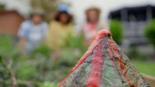 S1 E11: Dino Garden