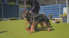 S9 E9: Paul O'Grady: For the Love of Dogs
