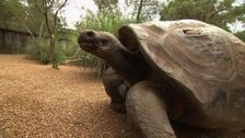 S6 E10: 61-Year-Old Galapagos Turtle Is Ready for a Girlfriend