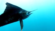 S1 E6: Sailfish