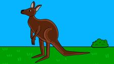S1 E4: Kuruhman - Kangaroo
