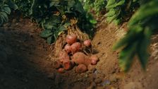 S3 E5: Potato
