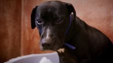 S3 E3: Paul O'Grady: For the Love of Dogs